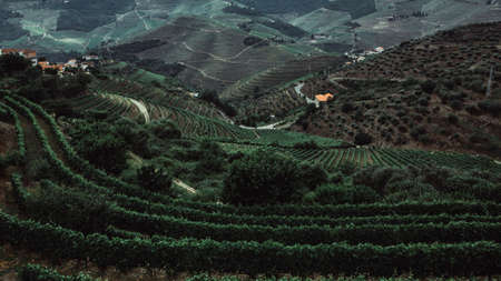 Vineyard on the hills in Douro Valley, Porto, Portugal.の写真素材