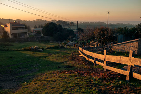 A Portuguese village at sunset, with sheep and a white horse grazing on the lawn.