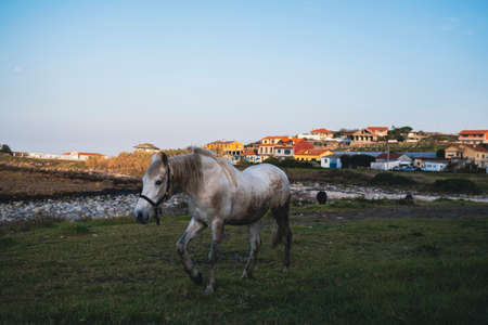 A horse grazes near a village in Galicia, Spain.の写真素材