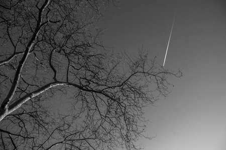 Tree branch without leaves against the sky. Black and white photo.
