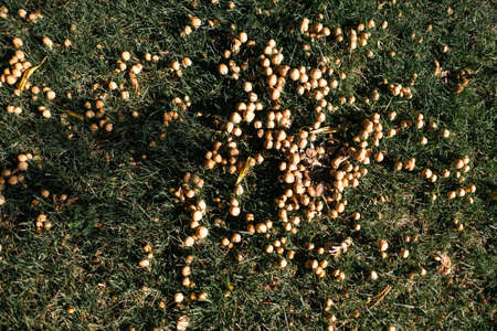 Fungi on fall grass, natural texture.