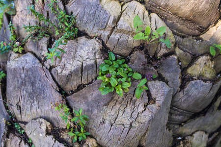 The texture of a dry tree with greenery sprouting from it.の写真素材