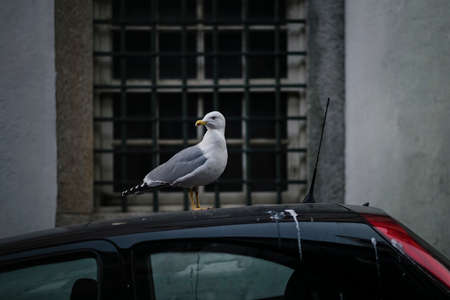 A seagull sits on the roof of a car.の写真素材