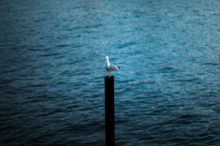 A seagull sits on an iron girder in the harbor.