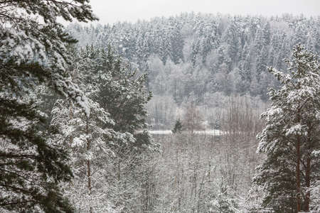 Landscape in a winter snowy spruce forest.の写真素材