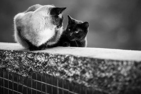 Street cats in a romantic relationship. black and white photo.