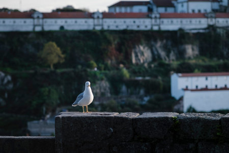 A seagull sits on a wall in Ribeira in Porto, Portugal.の写真素材