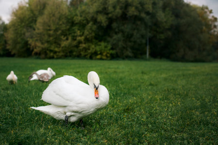 There are swans grazing in the meadow.の写真素材
