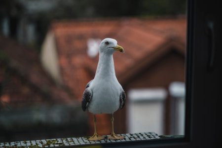 A seagull sits on a window sill. close-up.の写真素材