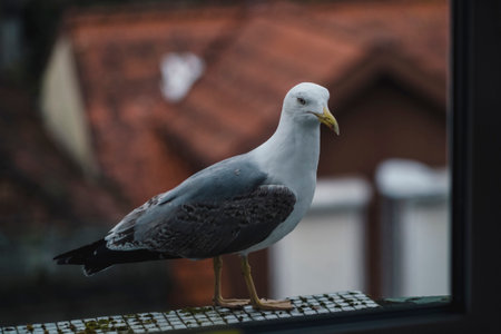 A seagull sits on a window sill, close up.の写真素材