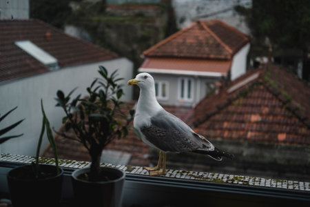 A seagull is sitting on a window sill. close-up. Portugal.の写真素材