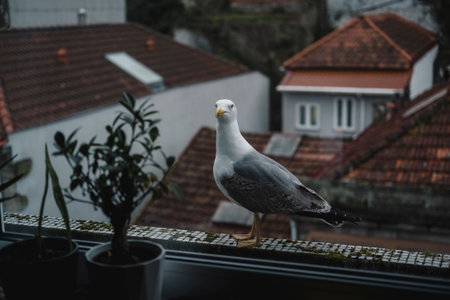 A big seagull sits on a window sill. close-up.の写真素材