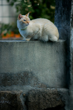A cat sits on a street stone fence.の写真素材