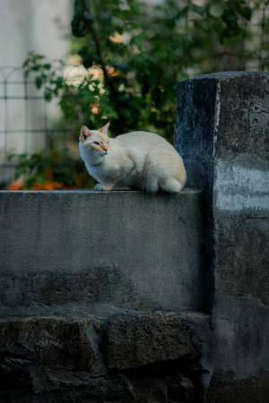 A cat is sitting on a stone fence in the street.の写真素材