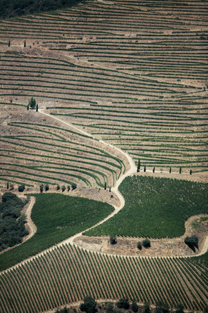 Magic view of the vineyard slopes of the Douro Valley, Portugal.の写真素材
