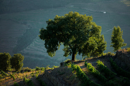 View of the Douro Valleys in the backlight of sunset, Portugal.の写真素材
