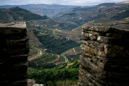 A view of the vineyards Douro Valley in Portugal.の写真素材