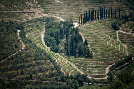 View of vineyard patterns in the rolling hills of the Douro Valley, Portugal.の写真素材