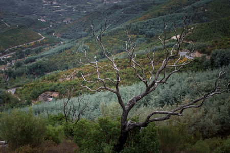 The green slope at the foot of the mountains of Serra da Estrela, Portugal.の写真素材