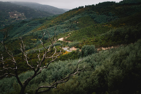 A winding road on a green slope in the foothills of Serra da Estrela, Portugal.の写真素材