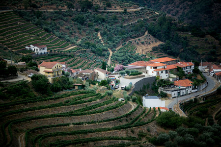 Vineyards near the town of Pinhao, Douro Valley in Portugal.の写真素材
