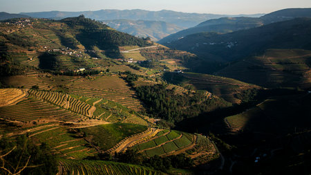 A view of the lush green vineyards of the Douro Valley in Porto, Portugal.の写真素材