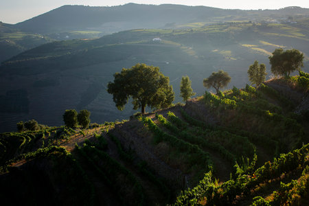 View of Douro Valley vineyards in the light of sunset, Pinhao, Portugal.の写真素材