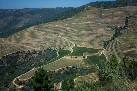 Vineyards on the hillsides near Pinhao, Douro Valley, Portugal.の写真素材