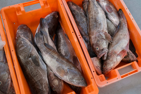 Large saltwater fish in plastic crates.