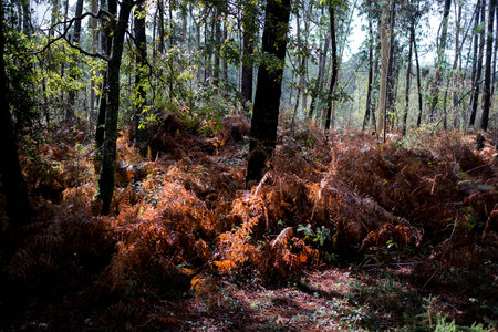 Ferns in the fall woods after a rain.の写真素材