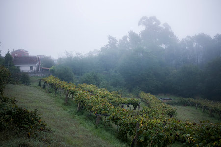 Rural house and vineyards in dense fog, Galicia, Spain.の写真素材