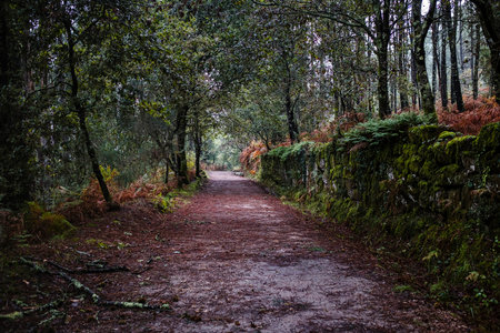 A road through the fall forest on the Camino de Santiago or Way of St. James.