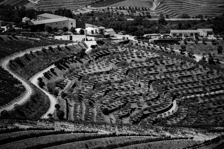 Vineyards in the Douro Valley, Portugal. Black and white photo.の写真素材