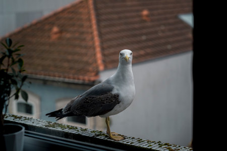 A seagull sits on the balcony outside the window.の写真素材
