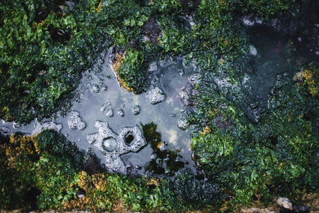 At low tide, the ocean floor reveals its complex textures, highlighting the diverse and intricate...