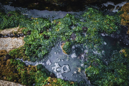 Natural formations and diverse seabed sediments with shells and seaweed revealed during an ocean tide.の写真素材
