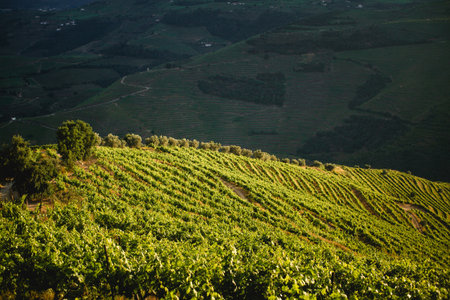 Vineyards of the Douro Valley in the morning sunlight, Portugal.