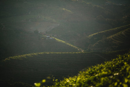 Vineyards of the Douro Valley under a sunny rain shower, Portugal.の写真素材