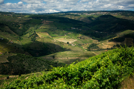 A breathtaking panorama of the Douro Valley vineyards in Portugal showcases rolling hills lined with lush grapevines under a clear, sunny sky.の写真素材