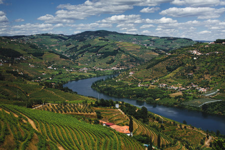 Panoramic View of the Douro River and Vineyards in the Douro Valley, Northern Portugal