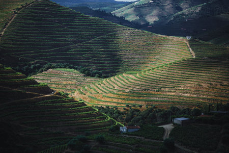 A panoramic view of the Douro Valley in Portugal, highlighting the terraced hills covered with lush vineyards.の写真素材