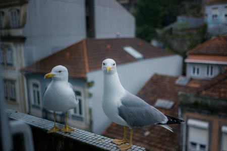Seagulls sitting on a house balcony.の写真素材