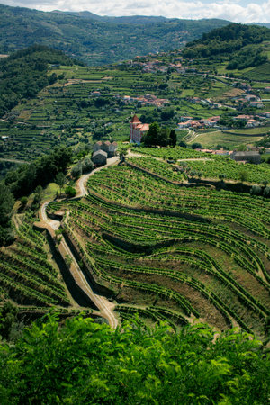 A breathtaking view from the hills overlooking a charming village surrounded by lush vineyards in the Douro Valley, Portugal.の写真素材