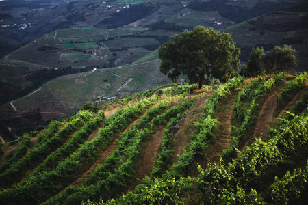 Sunlit vineyards with rows of grapevines stretching across sun-drenched hills, creating a vibrant and scenic landscape.の写真素材