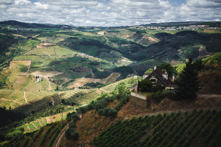 Endless vineyards stretch across the Douro Valley in Portugal.の写真素材