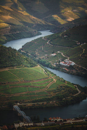 A view of the winding curves of the Douro River in the valley, surrounded by terraced vineyards and rolling hills in Portugal.の写真素材
