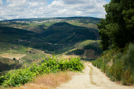 A dirt road leading into vineyards in the Douro Valley, Portugal.の写真素材