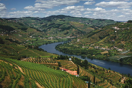 A panoramic view of the Douro Valley with lush greenery, terraced vineyards, and a winding river.の写真素材