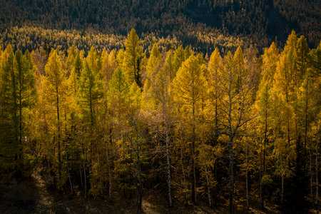 A golden autumn forest in the Altai Republic, showcasing vibrant fall colors and a serene natural atmosphere surrounded by mountains and wilderness.の写真素材