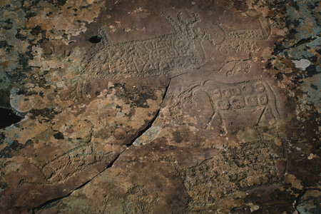 Close-up of ancient petroglyphs carved into rocky surfaces in the Altai Republic, showing historical and cultural significance.の写真素材